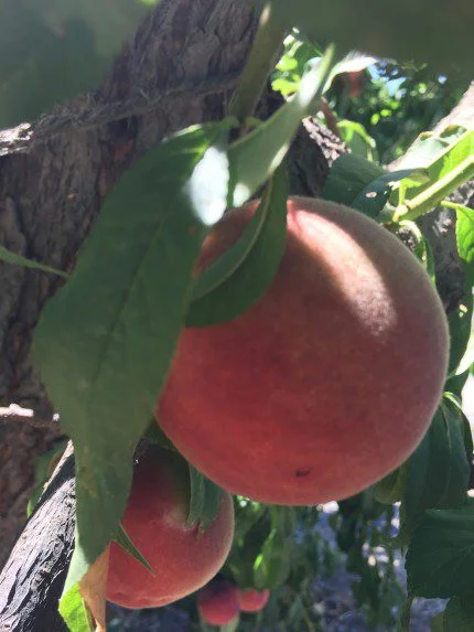 IMG_7429 2 Ninety Years of Pedroncelli Wines