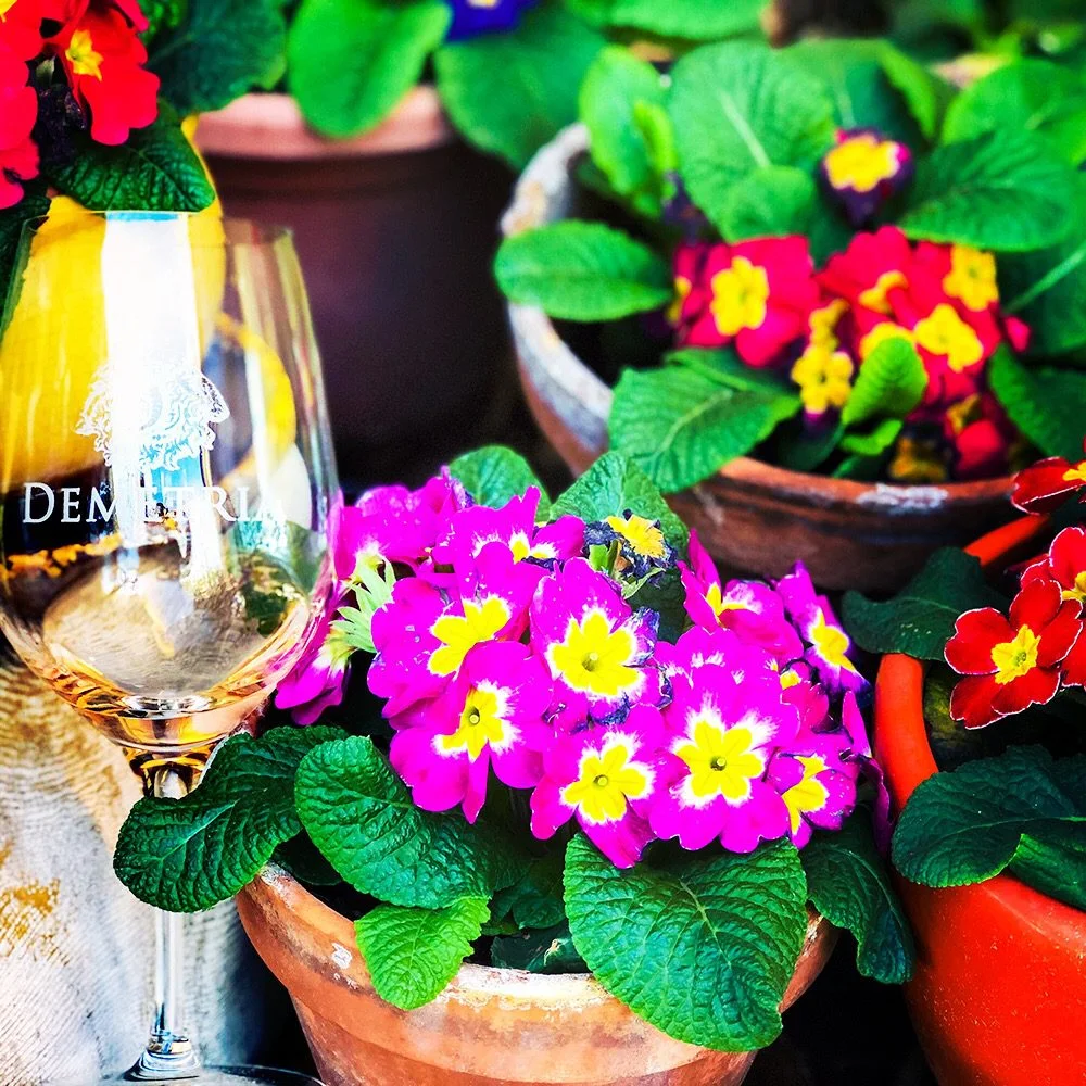 Zaca Mesa and Demetria