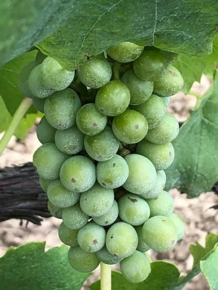 grapes