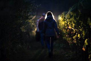 Darling Wines - Vineyard and Winery