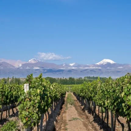 Domaine Bousquet: Pioneering Sustainable Winemaking in Argentina's Uco Valley