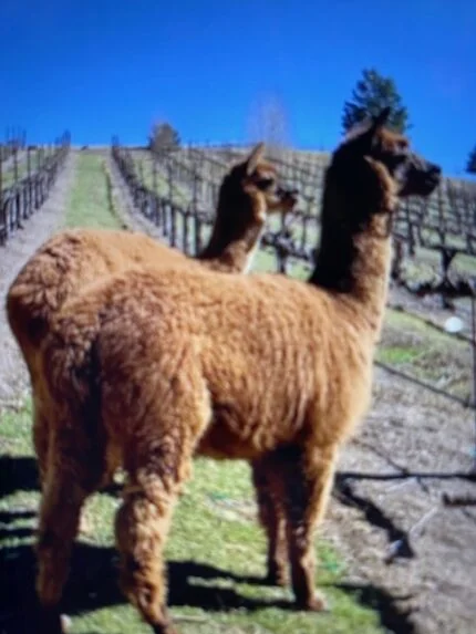 Virtual Paso Robles CAB Camp Panel