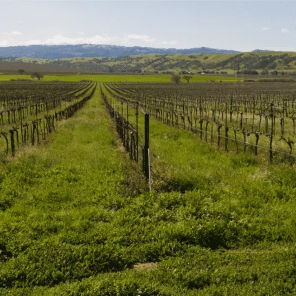 Diving into the Livermore Valley