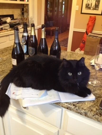 A Big Phish That Got Away