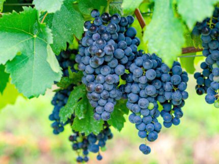 It’s Merlot Month and It’s a Grape Worth Celebrating