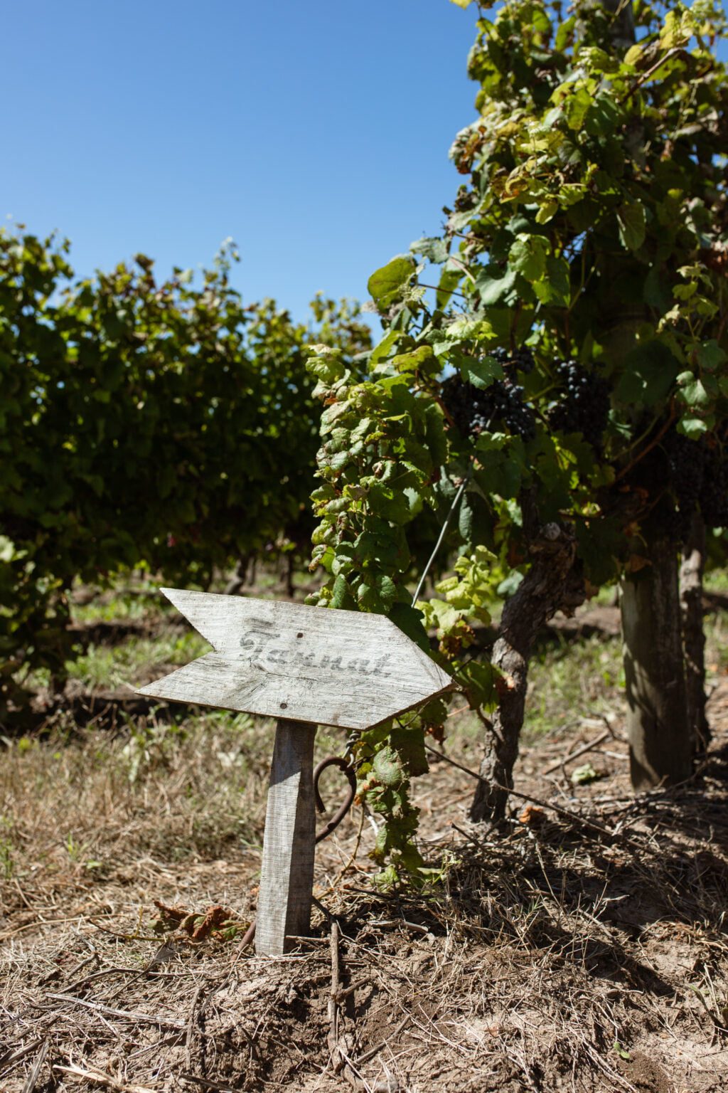 Best Wine Blog, Wine Club Dallas