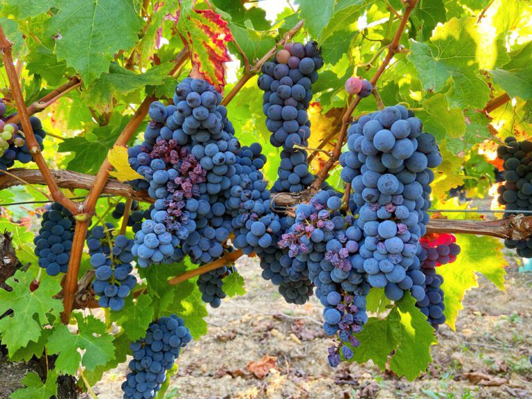 Best Wine Blog, Wine Club Dallas