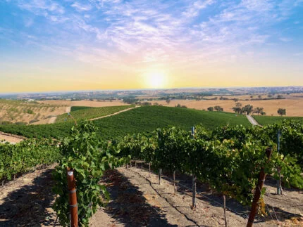 Story of Reinvention with Riboli Family Wines