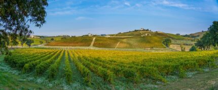 a Vineyard in Abruzzo