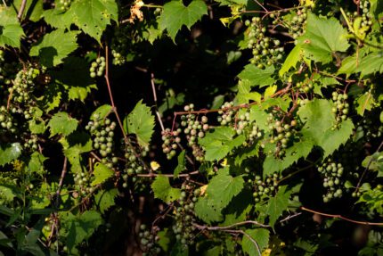 Journey to Restart American Heritage Grapes