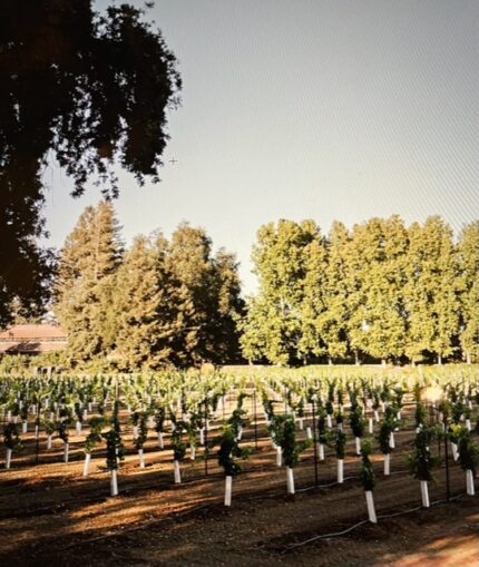 LangeTwins Winery: A Five Generation Commitment to Sustainability