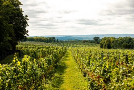 The Evolution of a Family and Michigan Wines