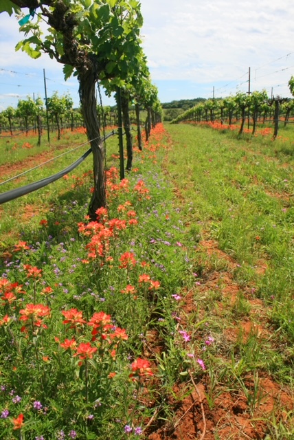 Uncorking Sustainability: Navigating the Landscape of Texas Winemaking Toward a Greener Future