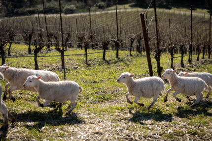 Sustainable Evolution at Halter Ranch