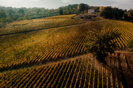 Abruzzo Wine Ascends: From Regional Treasure to Global Recognition