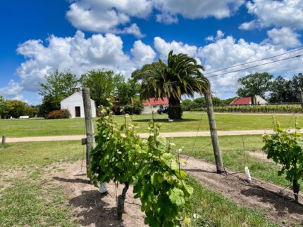 A Uruguay Vineyard View (Uruguay wine)