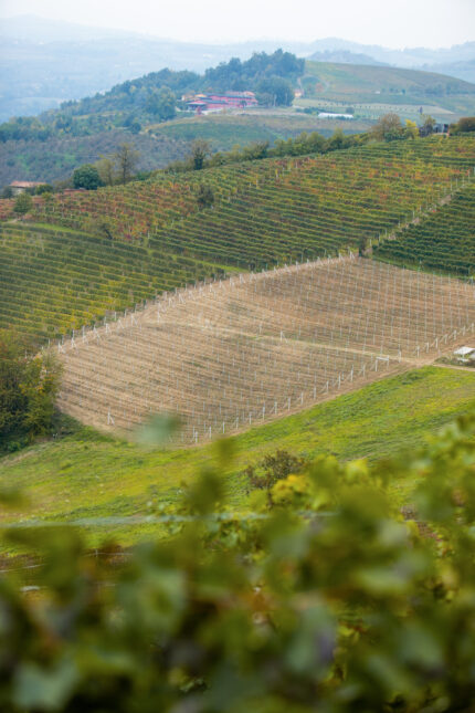 Conscious Cultivation: The Evolution of Tenuta Cucco