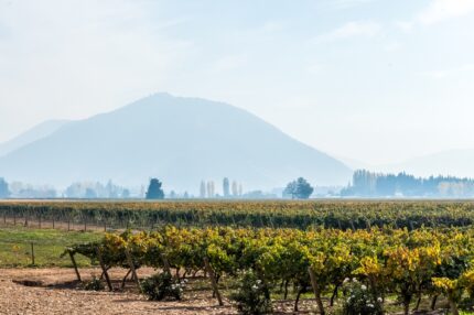 The Humboldt Current: Nature’s Winemaker in Chile