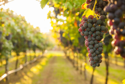 Family, Tradition, and Bubbles: Inside Iron Horse Vineyards