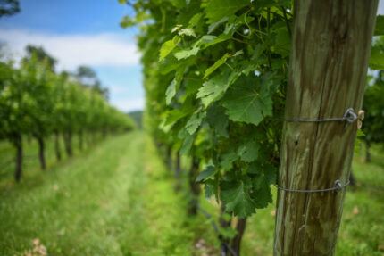 The Shenandoah Valley Wine Trail: A Premier Wine Destination Between the Blue Ridge and Allegheny Mountains