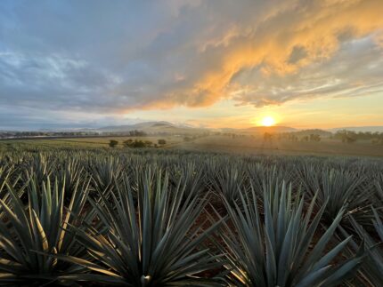 Sipping Tradition with a Twist: Loco Tequila and the Maestro Behind the Magic