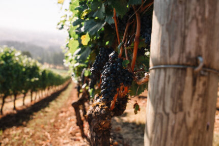 Inside Evenstad Estates: A Winery’s Journey from the Willamette Valley to Côte de Nuits