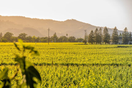 Sullivan Rutherford Estate Coeur de Vigne: Napa Valley Cabernet With Rutherford Heart
