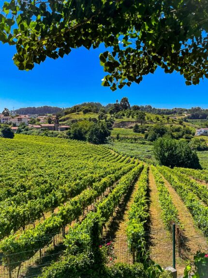 Herdade do Peso: Modern Alentejo Reds Worth Discovering This Holiday Season