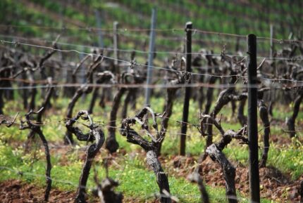 Herdade do Peso: Modern Alentejo Reds Worth Discovering This Holiday Season